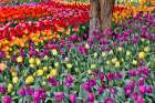 USA, Washington State. Skagit Valley, tulips blooming in garden Art Print